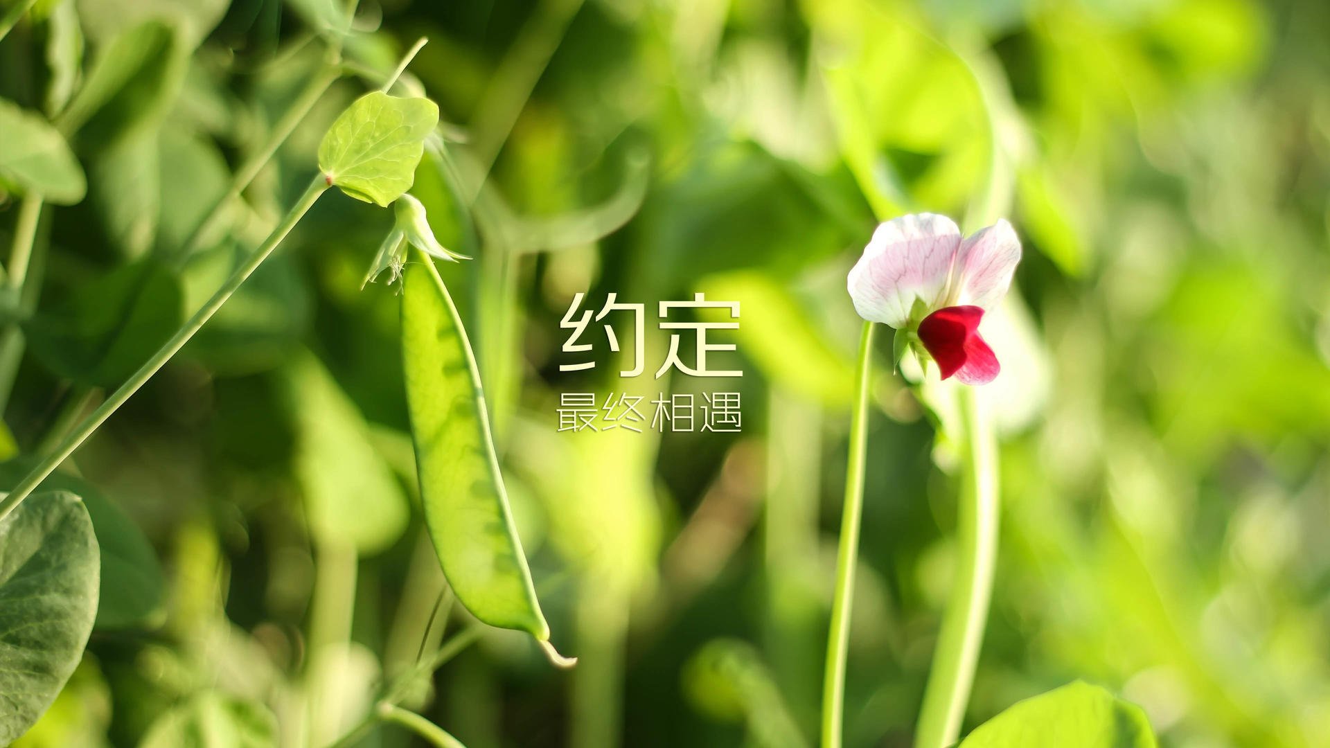 逆境突围：遭遇伤病潮的球队如何坚韧拼搏？，逆境突袭的意思