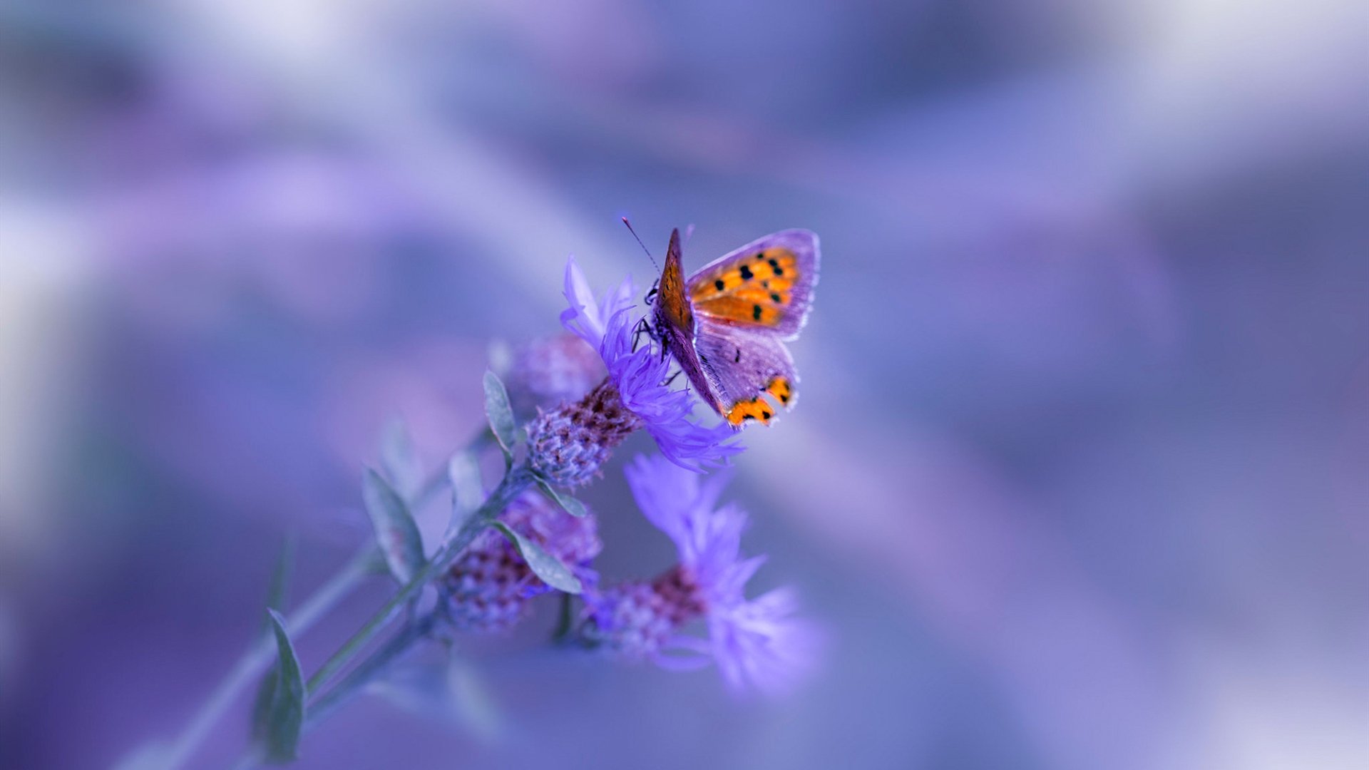 中国篮球职业联赛赛事运营管理优化研究，中国篮球竞赛体系