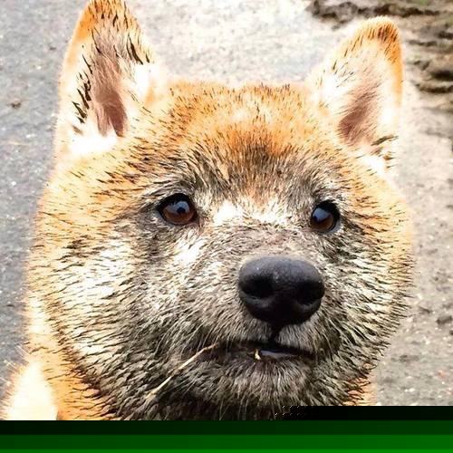 中国男篮依托快攻起手打破僵局，中国男篮输给伊朗是哪一年