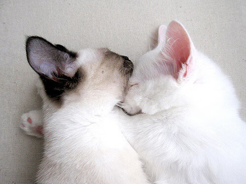 体测成绩评价系统加入动态成长曲线分析，体测成绩生成器