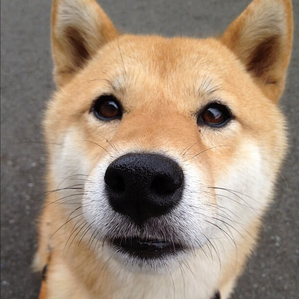 国家队选拔标准缺乏透明度，国家队选拔流程