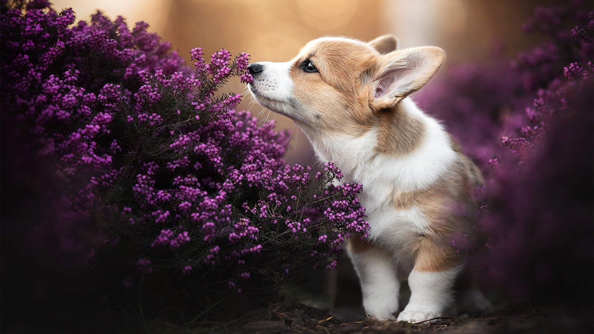 奥运备战全面展开各项准备就绪，全力备战奥运会