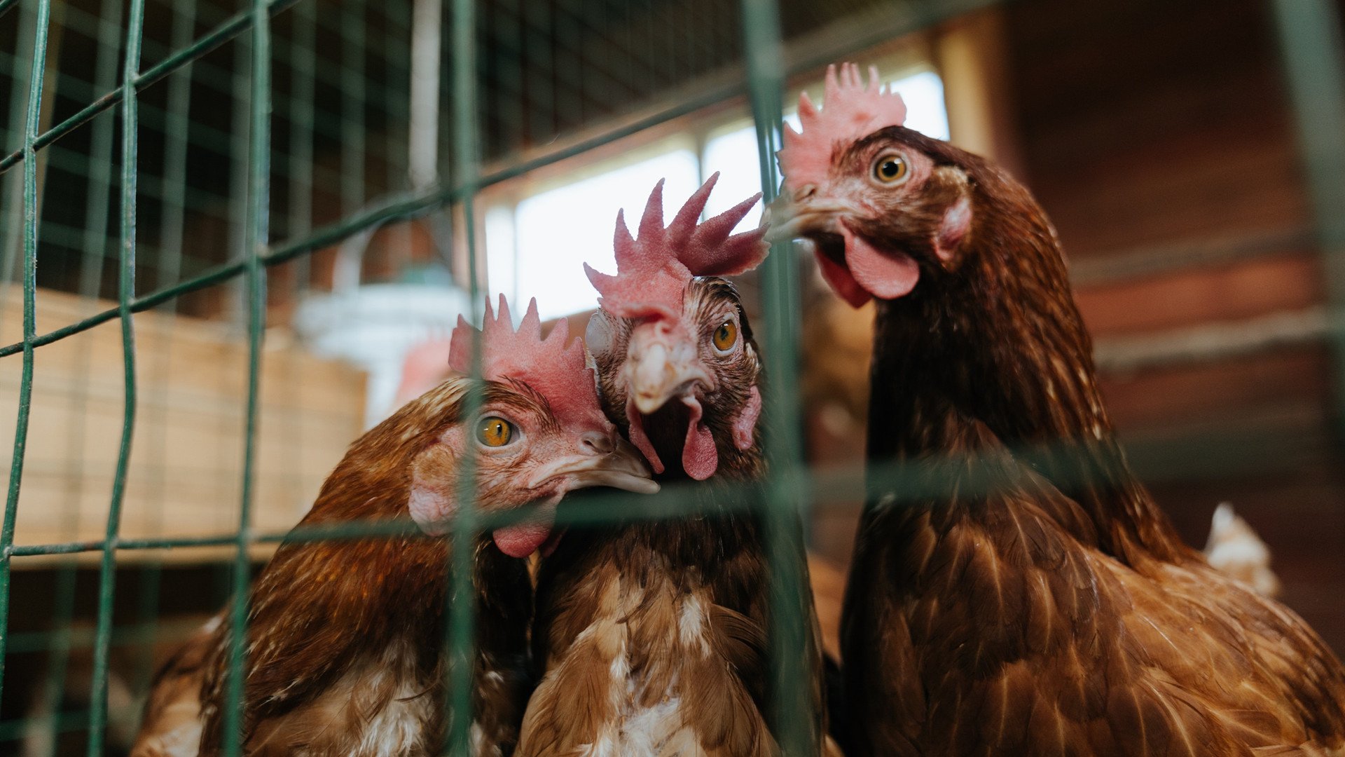 罗马尼亚男子接力配合初见默契，罗马尼亚著名运动员