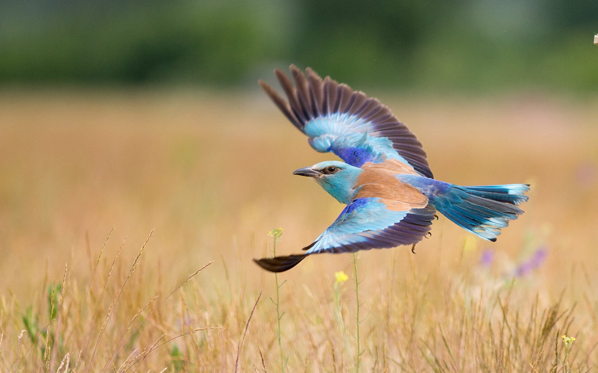 荷兰队在国际比赛中延续佳绩，晋级在望