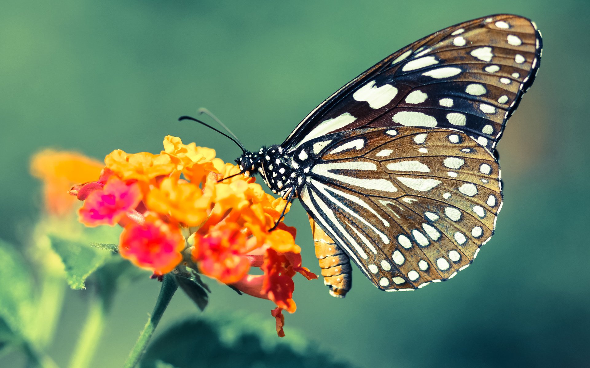 覃海洋决赛再现冲金势头，覃海洋最好成绩